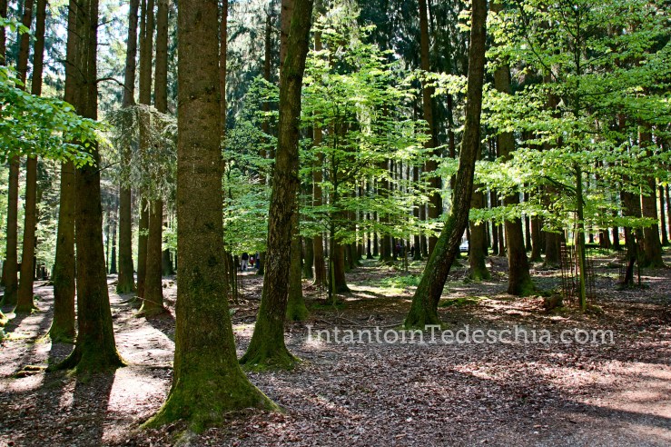 Poing Wildpark Baviera Germania