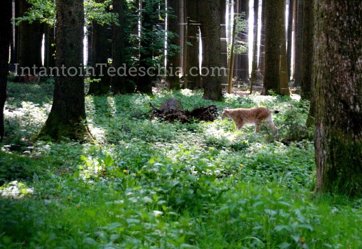 Poing Wildpark Baviera Germania