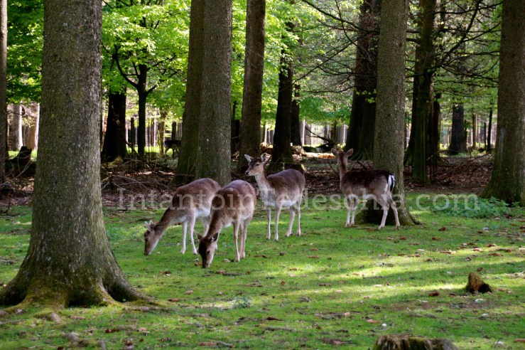 Poing Wildpark Baviera Germania