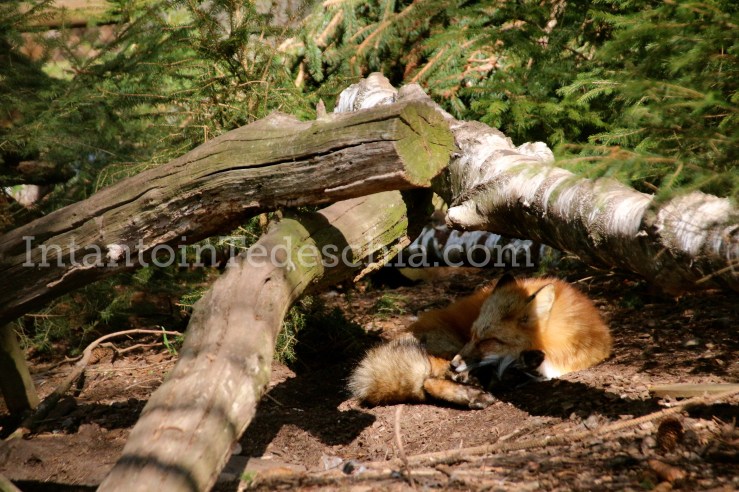 Poing Wildpark Baviera Germania