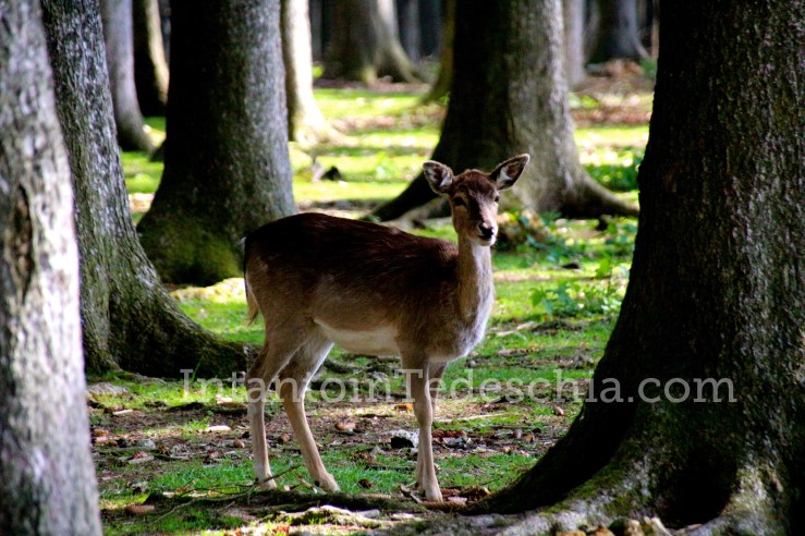 Poing Wildpark Baviera Germania