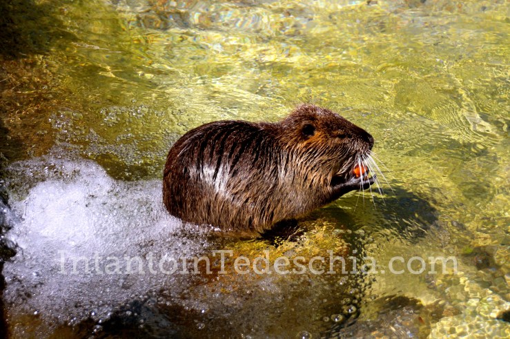 Poing Wildpark Baviera Germania