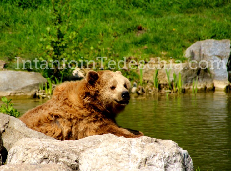  Poing Wildpark Baviera Germania