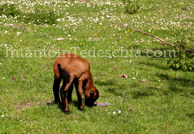 Poing Wildpark Baviera Germania