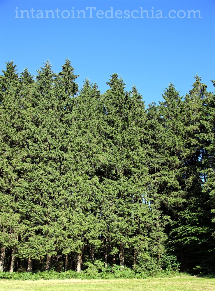 natura baviera alberi pini