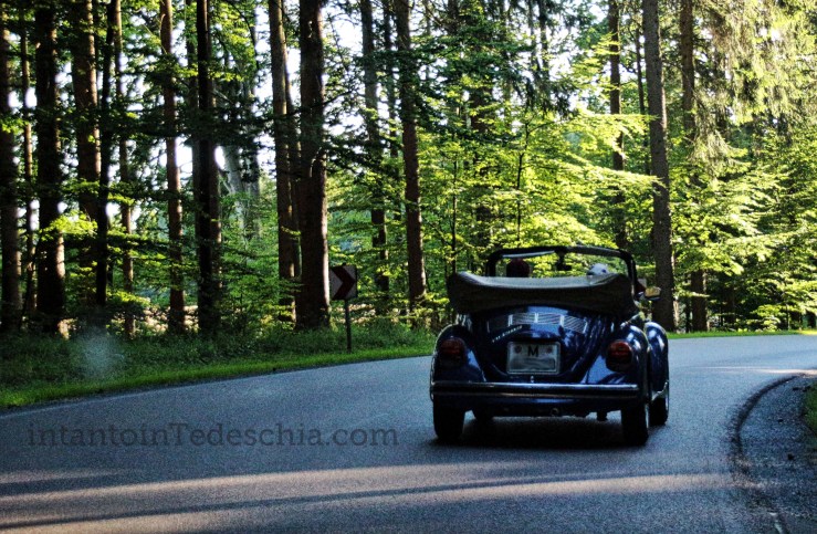 maggiolone baviera bosco