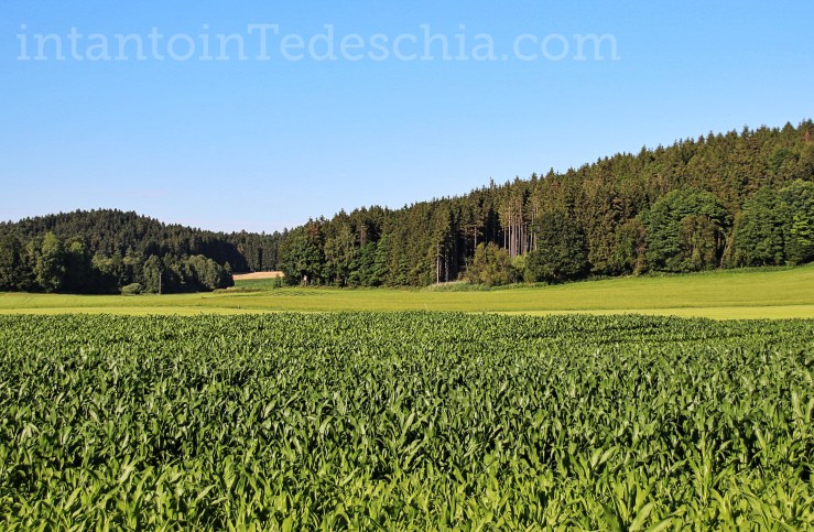 campagna baviera alberi