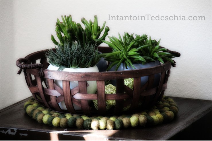 piante grasse ciotola legno