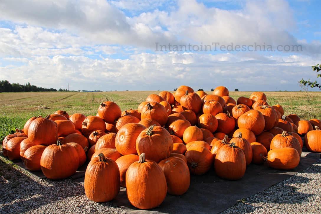 zucche sole arancione baviera
