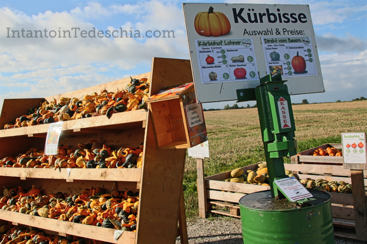zucche baviera campagna