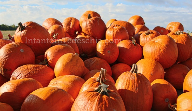 zucche grandi arancioni sole