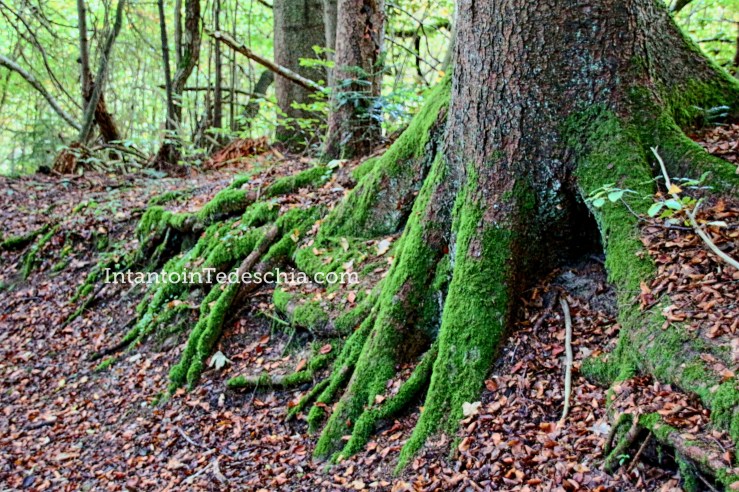 Tegernsee Alpi bavaresi
