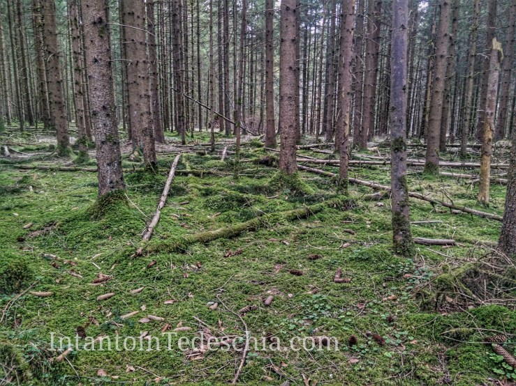 IMG_20170401_170442-01