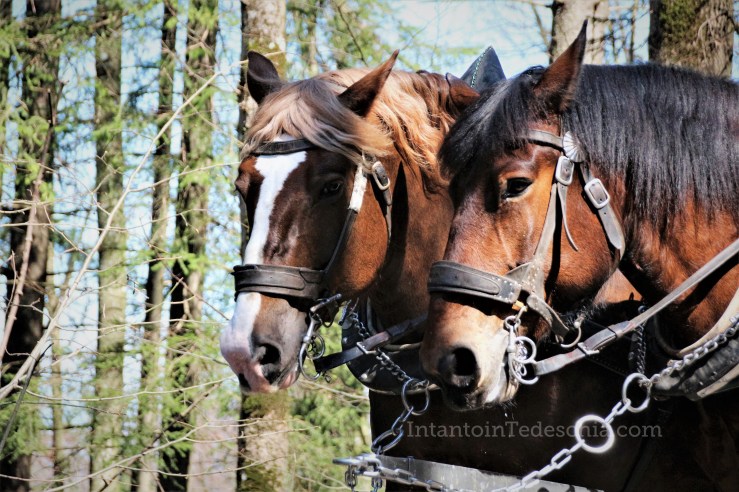 Baviera Castello Walt Disney Neuschswanstein Turismo